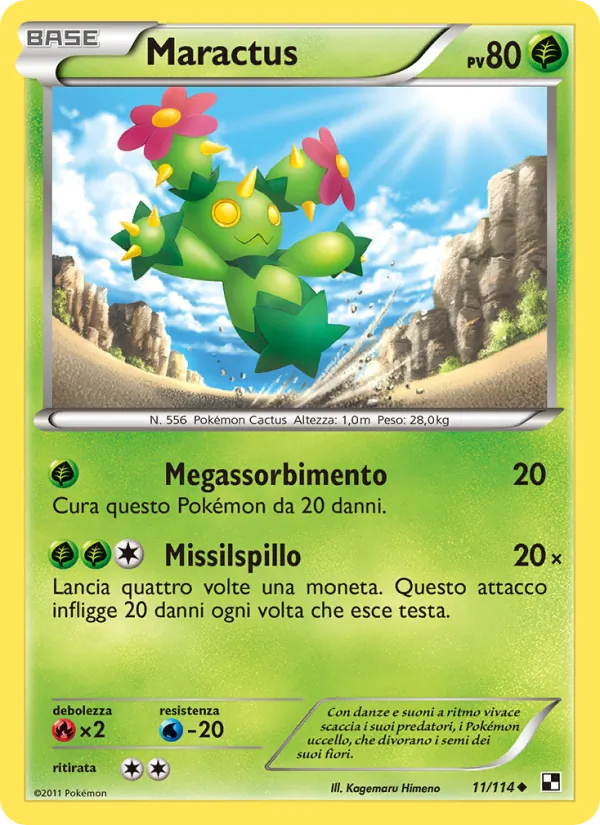 Maractus